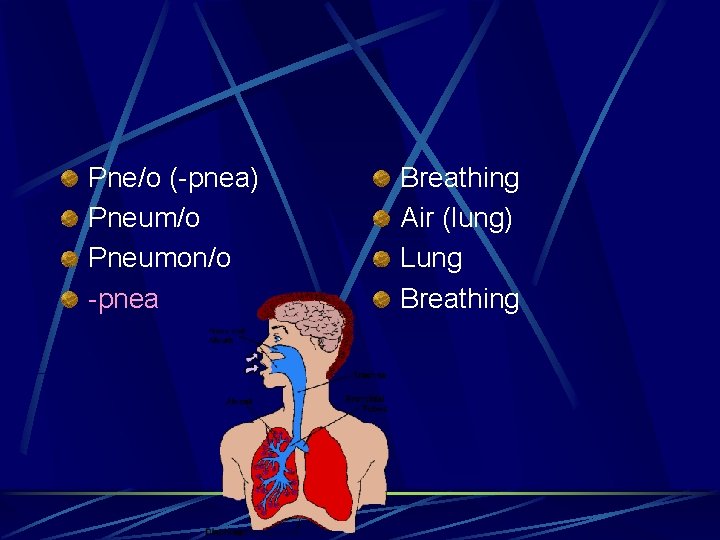 Pne/o (-pnea) Pneum/o Pneumon/o -pnea Breathing Air (lung) Lung Breathing 