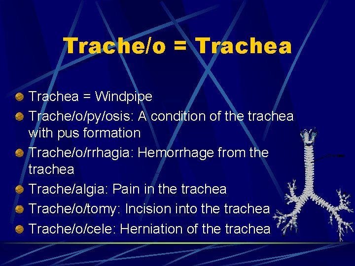 Trache/o = Trachea = Windpipe Trache/o/py/osis: A condition of the trachea with pus formation