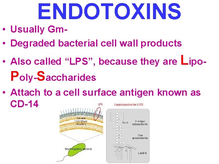 ENDOTOXINS • Usually Gm • Degraded bacterial cell wall products • Also called “LPS”,