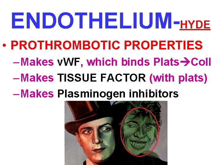 ENDOTHELIUM-HYDE • PROTHROMBOTIC PROPERTIES – Makes v. WF, which binds Plats Coll – Makes