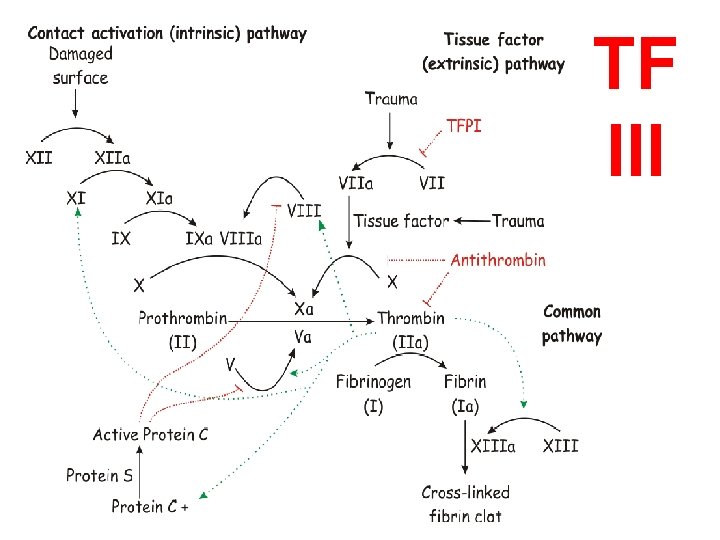 TF III 