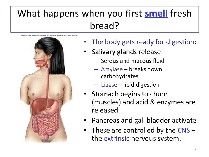 What happens when you first smell fresh bread? • The body gets ready for