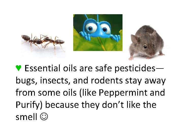 ♥ Essential oils are safe pesticides— bugs, insects, and rodents stay away from some ♥ Essential oils are safe pesticides— bugs, insects, and rodents stay away from some