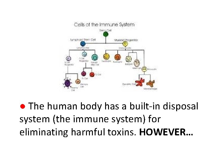 ● The human body has a built-in disposal system (the immune system) for eliminating ● The human body has a built-in disposal system (the immune system) for eliminating