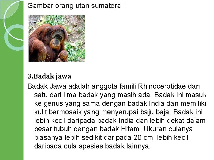 Gambar orang utan sumatera : 3. Badak jawa Badak Jawa adalah anggota famili Rhinocerotidae