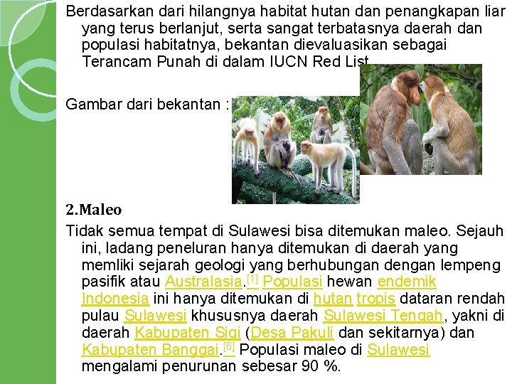 Berdasarkan dari hilangnya habitat hutan dan penangkapan liar yang terus berlanjut, serta sangat terbatasnya