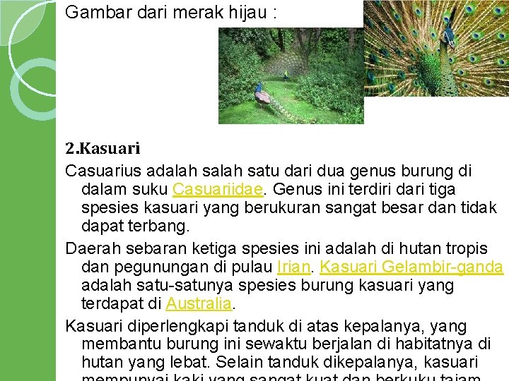 Gambar dari merak hijau : 2. Kasuari Casuarius adalah satu dari dua genus burung