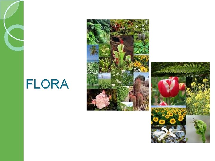 FLORA 