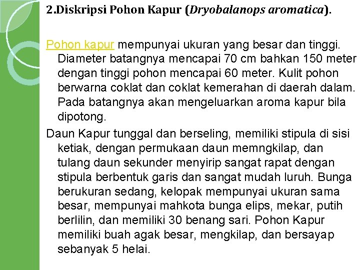 2. Diskripsi Pohon Kapur (Dryobalanops aromatica). Pohon kapur mempunyai ukuran yang besar dan tinggi.