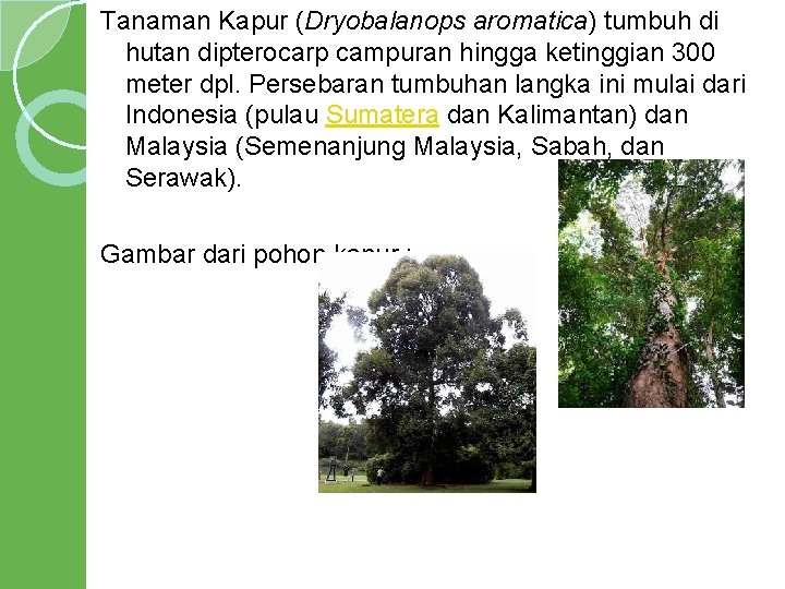 Tanaman Kapur (Dryobalanops aromatica) tumbuh di hutan dipterocarp campuran hingga ketinggian 300 meter dpl.