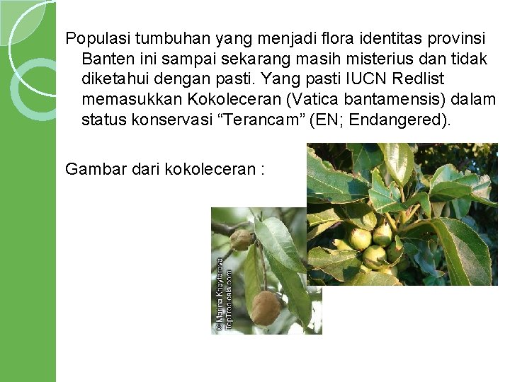 Populasi tumbuhan yang menjadi flora identitas provinsi Banten ini sampai sekarang masih misterius dan