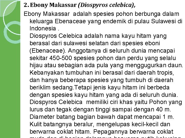 2. Ebony Makassar (Diospyros celebica), Ebony Makassar adalah spesies pohon berbunga dalam keluarga Ebenaceae