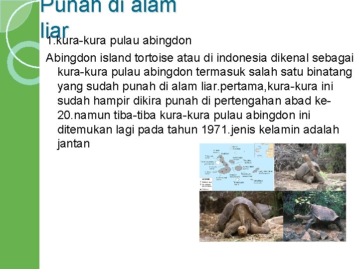 Punah di alam liar 1. kura-kura pulau abingdon Abingdon island tortoise atau di indonesia