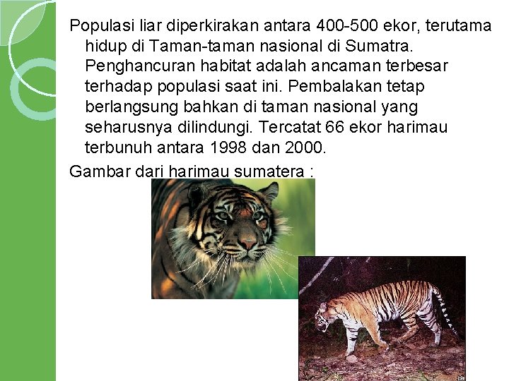 Populasi liar diperkirakan antara 400 -500 ekor, terutama hidup di Taman-taman nasional di Sumatra.