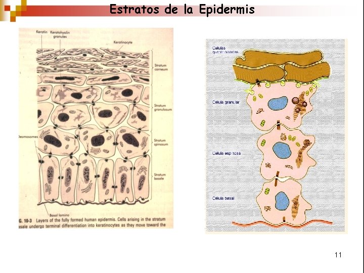 Estratos de la Epidermis 11 