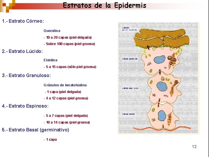 Estratos de la Epidermis 1. - Estrato Córneo: Queratina - 10 a 20 capas