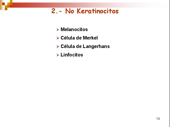 2. - No Keratinocitos Ø Melanocitos Ø Célula de Merkel Ø Célula de Langerhans