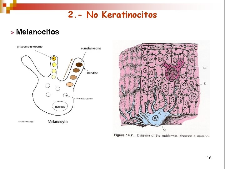 2. - No Keratinocitos Ø Melanocitos 15 