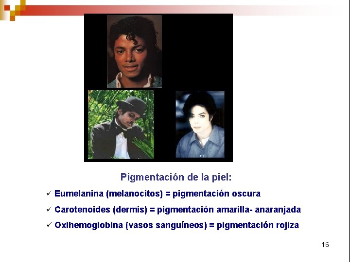 Pigmentación de la piel: ü Eumelanina (melanocitos) = pigmentación oscura ü Carotenoides (dermis) =