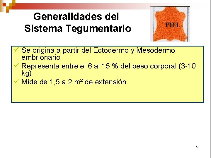 Generalidades del Sistema Tegumentario ü Se origina a partir del Ectodermo y Mesodermo embrionario