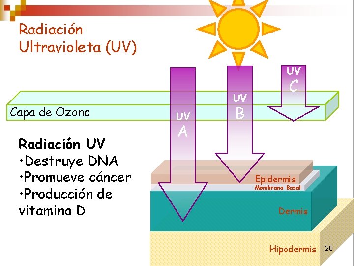 Radiación Ultravioleta (UV) UV Capa de Ozono Radiación UV • Destruye DNA • Promueve