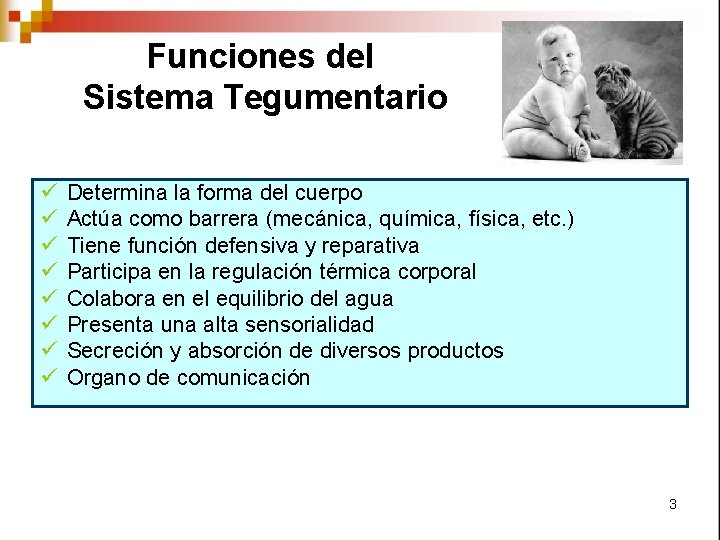 Funciones del Sistema Tegumentario ü ü ü ü Determina la forma del cuerpo Actúa