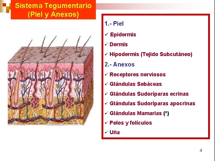 Sistema Tegumentario (Piel y Anexos) 1. - Piel ü Epidermis ü Dermis ü Hipodermis