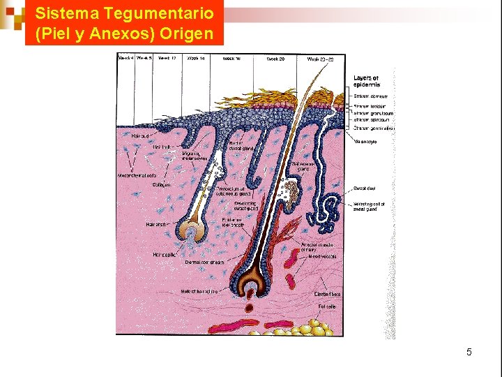 Sistema Tegumentario (Piel y Anexos) Origen 5 