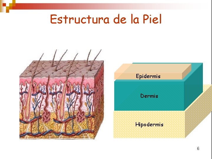 Estructura de la Piel Epidermis Dermis Hipodermis 6 