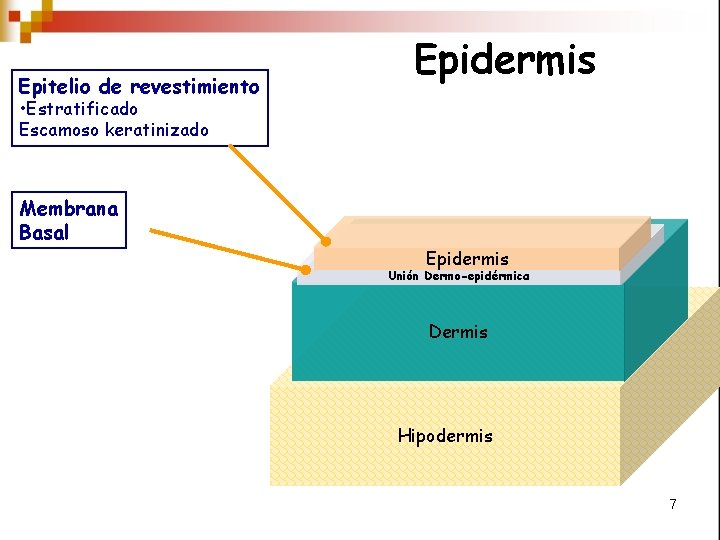 Epitelio de revestimiento Epidermis • Estratificado Escamoso keratinizado Membrana Basal Epidermis Unión Dermo-epidérmica Dermis