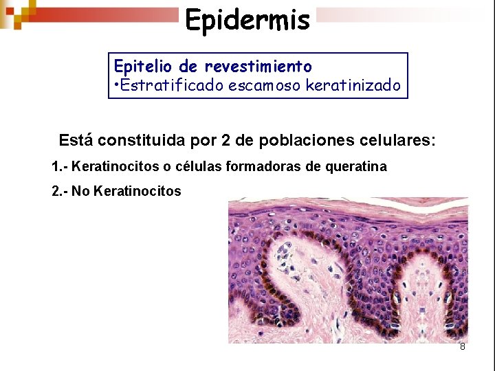 Epidermis Epitelio de revestimiento • Estratificado escamoso keratinizado Está constituida por 2 de poblaciones