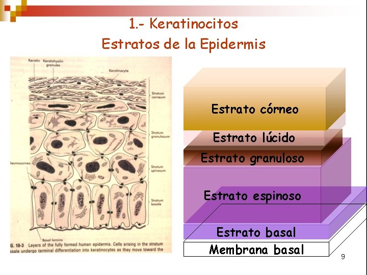 1. - Keratinocitos Estratos de la Epidermis Estrato córneo Estrato lúcido Estrato granuloso Estrato