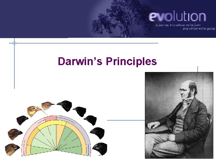 Darwin’s Principles AP Biology 2010 -2011 