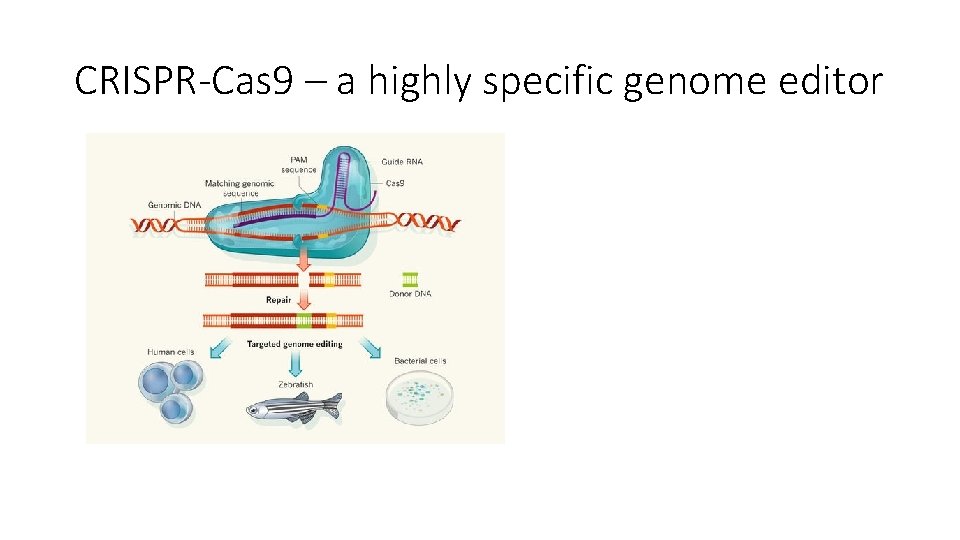 CRISPR-Cas 9 – a highly specific genome editor 