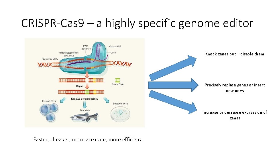CRISPR-Cas 9 – a highly specific genome editor Knock genes out – disable them
