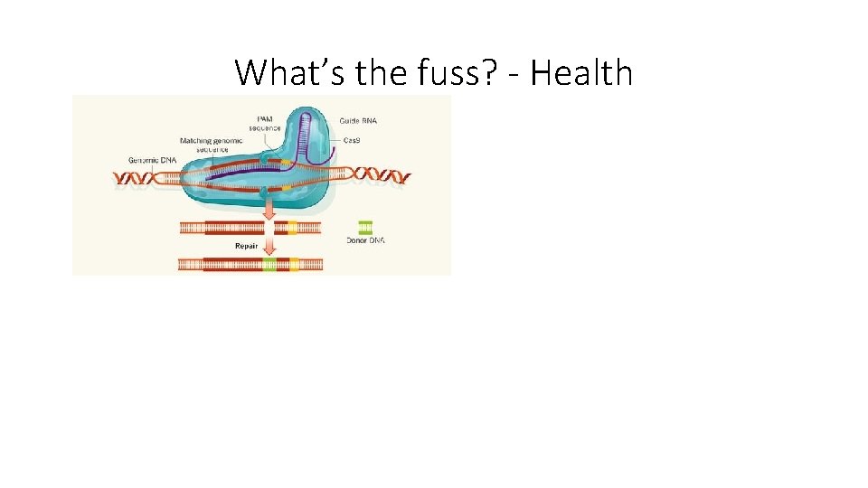 What’s the fuss? - Health 