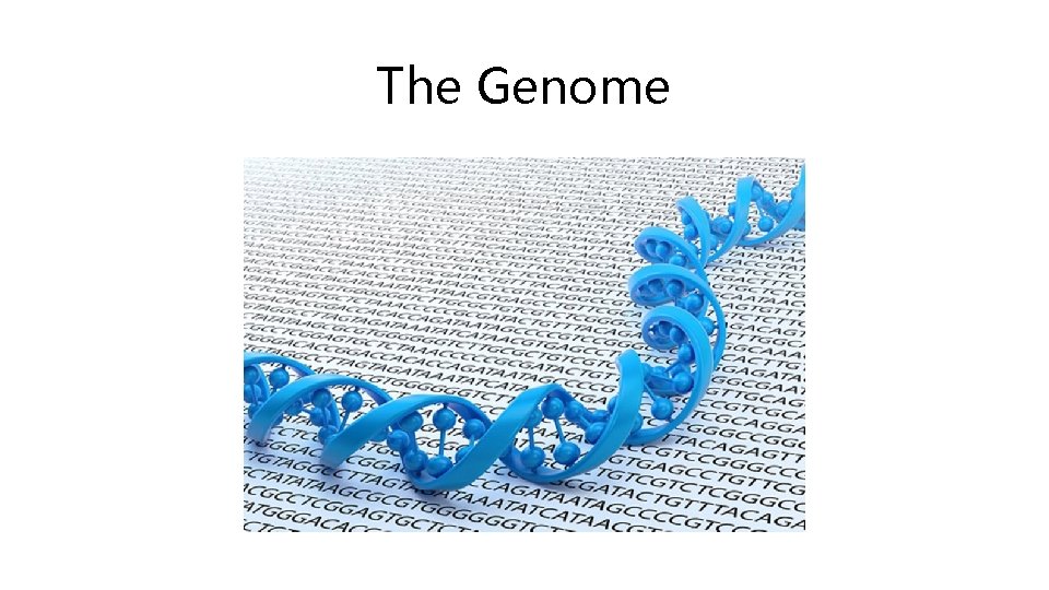 The Genome 