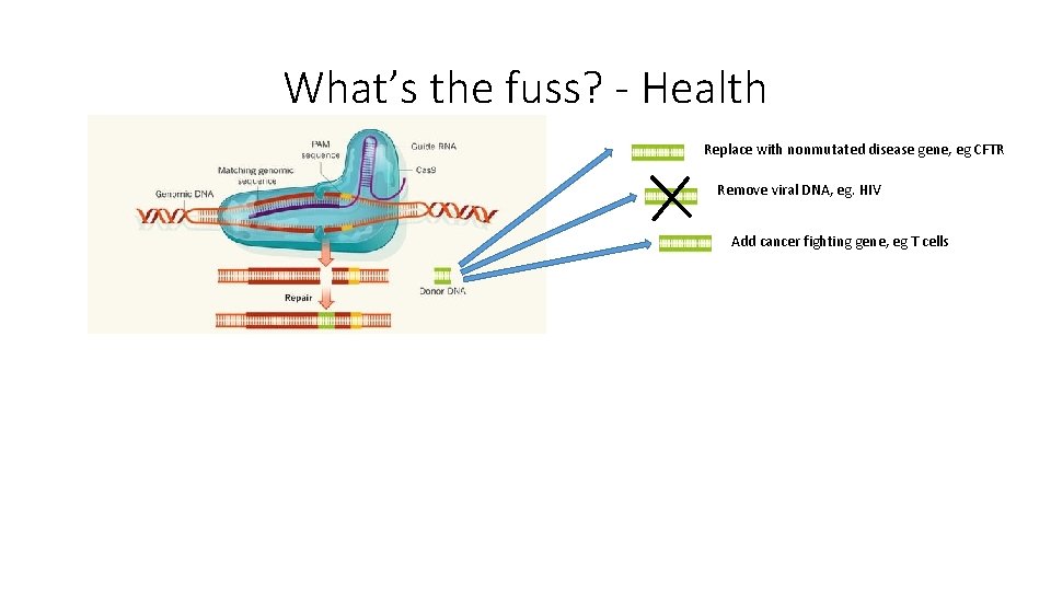 What’s the fuss? - Health Replace with nonmutated disease gene, eg CFTR Remove viral