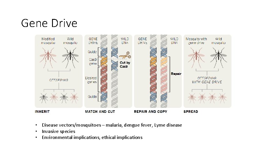 Gene Drive • Disease vectors/mosquitoes – malaria, dengue fever, Lyme disease • Invasive species