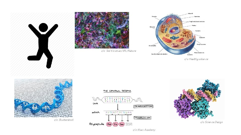 c/o Ted Kinsman/SPL/Nature c/o Healthguidance c/o Shutterstock c/o Science Design c/o Khan Academy 