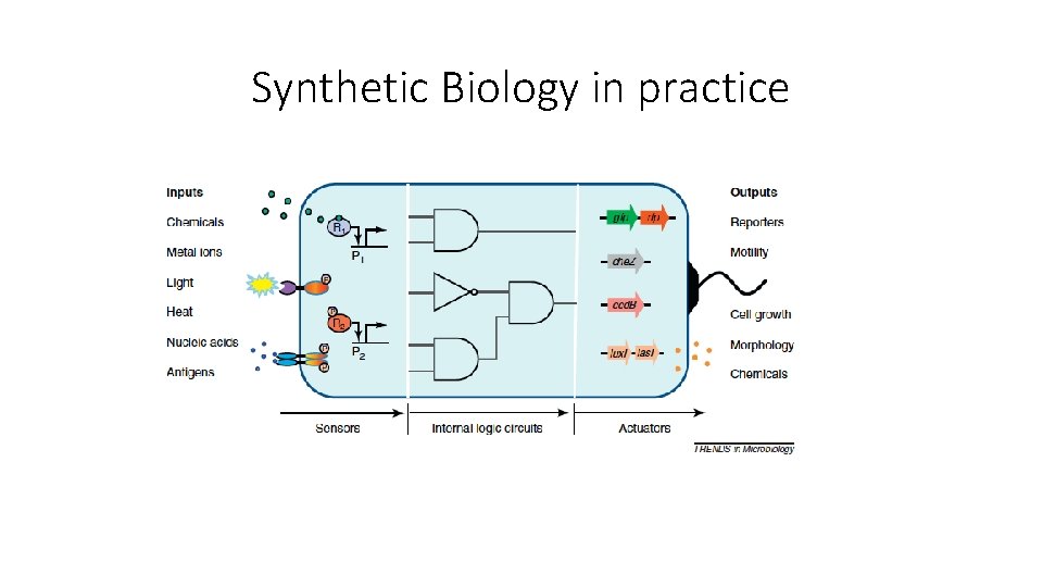 Synthetic Biology in practice 