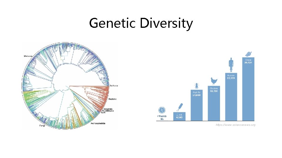 Genetic Diversity https: //www. sciencenews. org 