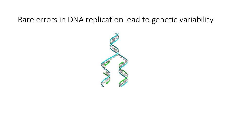 Rare errors in DNA replication lead to genetic variability 