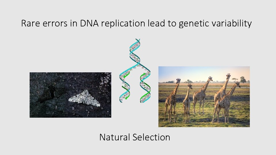 Rare errors in DNA replication lead to genetic variability Natural Selection 