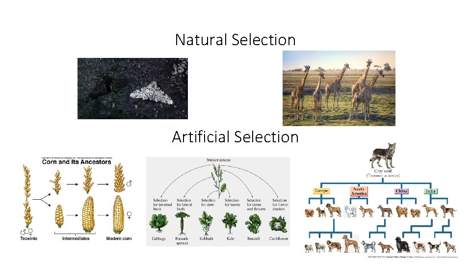 Natural Selection Artificial Selection 