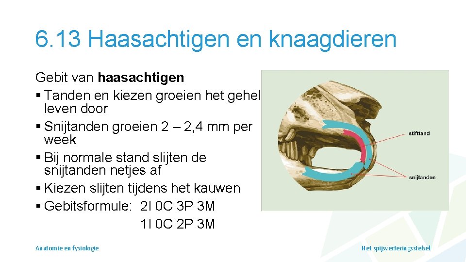 6. 13 Haasachtigen en knaagdieren Gebit van haasachtigen § Tanden en kiezen groeien het