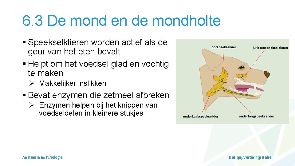 6. 3 De mond en de mondholte § Speekselklieren worden actief als de geur