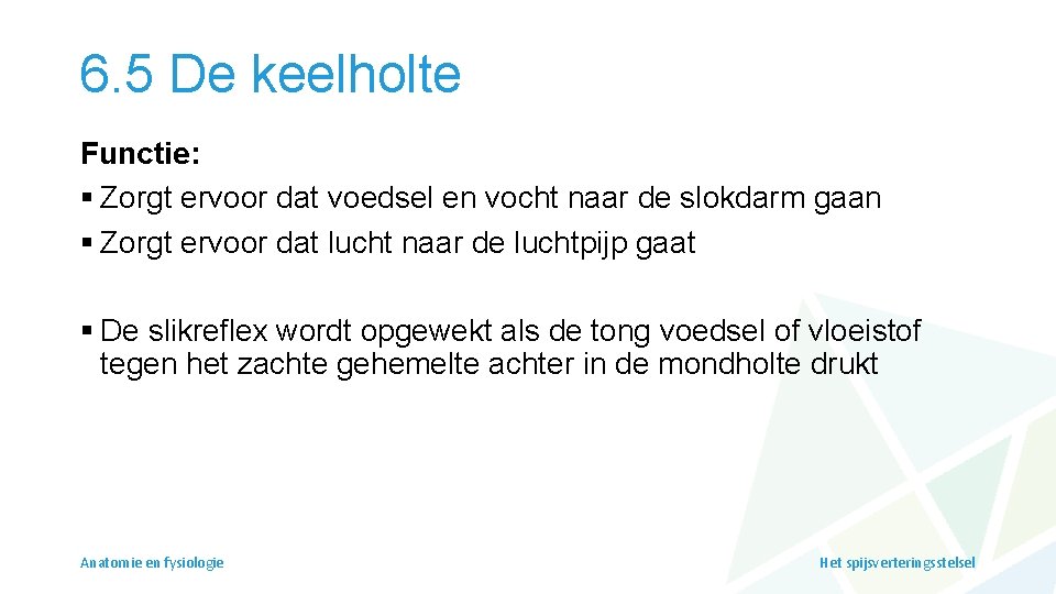 6. 5 De keelholte Functie: § Zorgt ervoor dat voedsel en vocht naar de