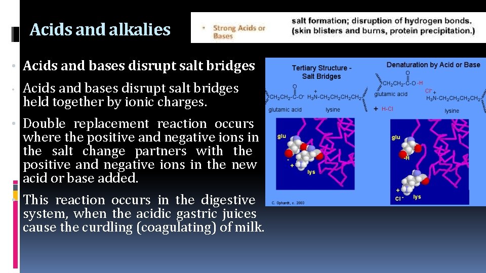 Acids and alkalies • Acids and bases disrupt salt bridges • Acids and bases