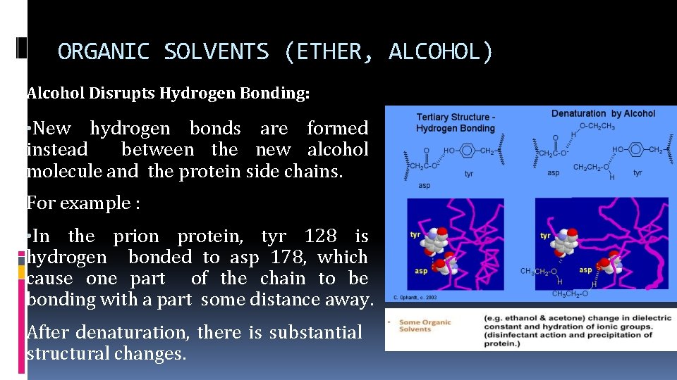 ORGANIC SOLVENTS (ETHER, ALCOHOL) Alcohol Disrupts Hydrogen Bonding: • New hydrogen bonds are formed